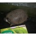 Tortuga de caja africana - Pelusios castaneus 